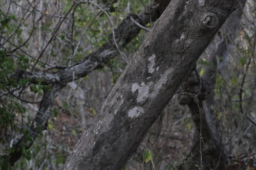 Licania arborea - Whole tree