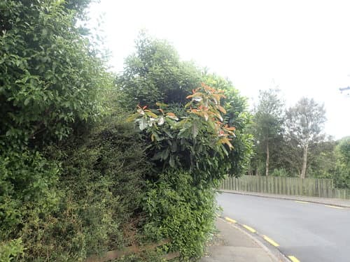 Persea americana - Leaves