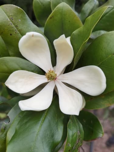 Magnolia poasana