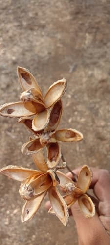 Cedro Amargo foliage