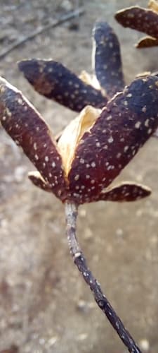 Mature Cedro Amargo tree