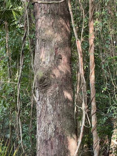 Frutos y nueces de Espavel
