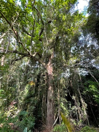 Masivo árbol de Espavel con raíces tabulares