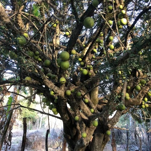 Crescentia alata - Leaves