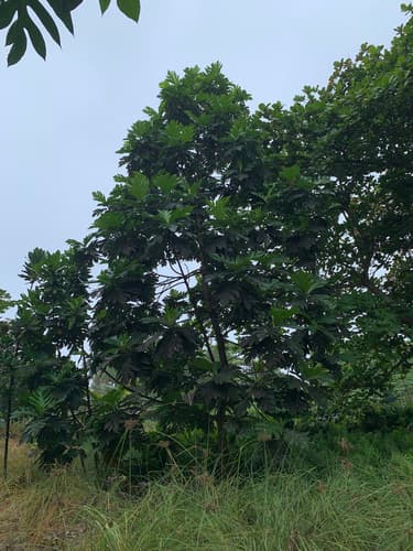 Artocarpus altilis - Leaves