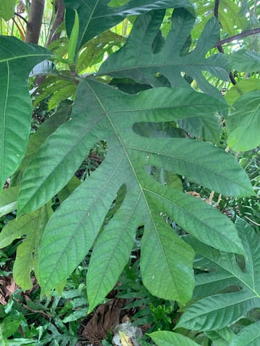 Artocarpus altilis - Whole tree