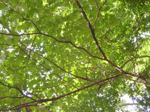 Calycophyllum candidissimum - Whole tree