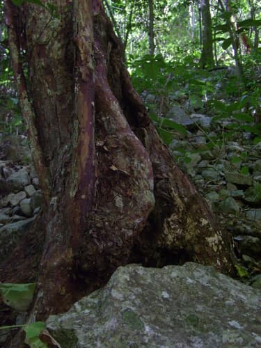 Calycophyllum candidissimum - Leaves