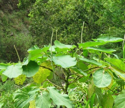 Piper auritum - Whole tree