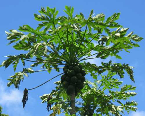 Carica papaya - Whole tree