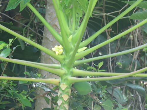 Carica papaya - Leaves