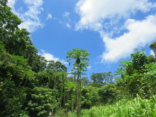 Carica papaya - Whole tree