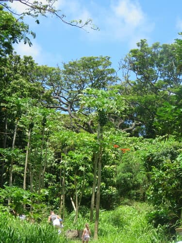 Carica papaya - Leaves