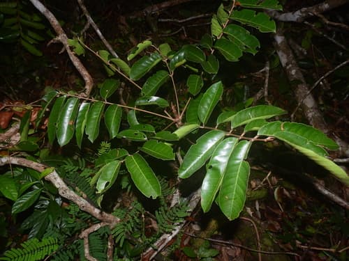 Carapa guianensis - Whole tree
