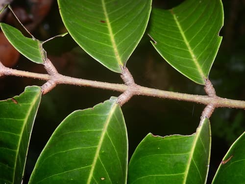 Carapa guianensis - Whole tree