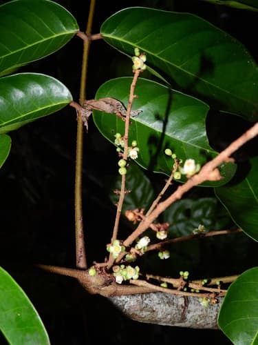 Carapa guianensis - Leaves