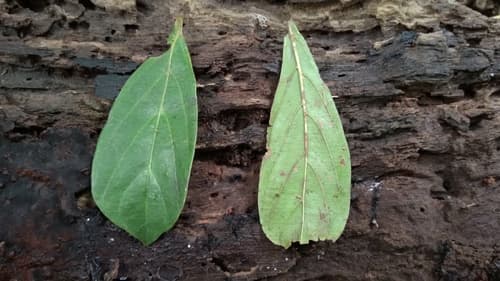 Terminalia amazonia - Whole tree