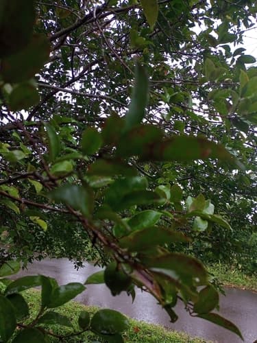 Psidium friedrichsthalianum