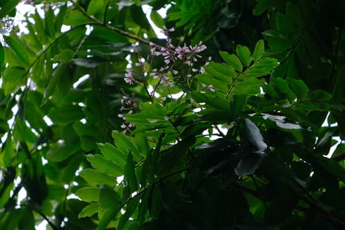 Great Green Macaw in Almendro tree