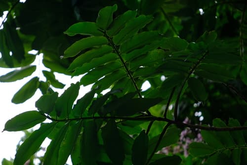 Almendro trunk showing buttress roots