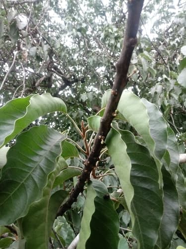 Sideroxylon capiri - Leaves