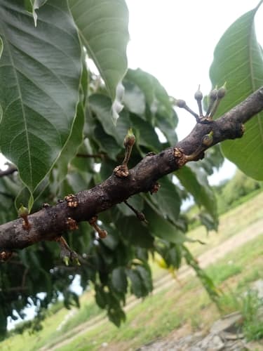 Sideroxylon capiri - Whole tree