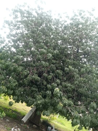 Sideroxylon capiri - Leaves
