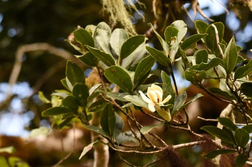 Magnolia poasana