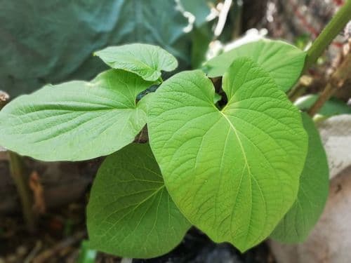 Piper auritum - Whole tree
