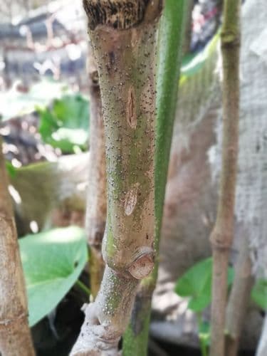 Piper auritum - Leaves