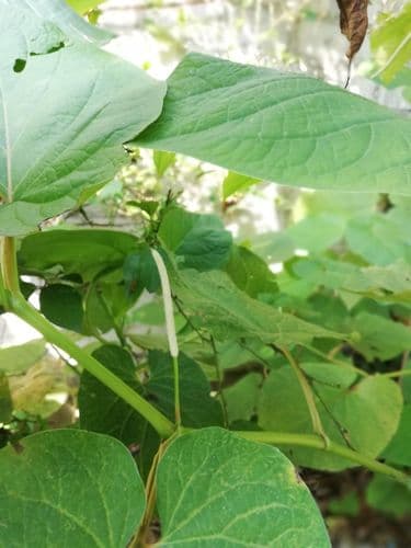 Piper auritum - Whole tree