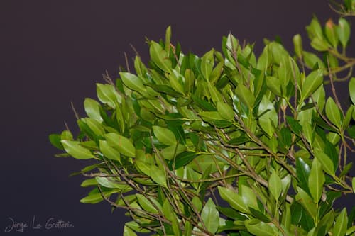 Calophyllum brasiliense - Whole tree