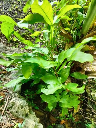 Melicoccus bijugatus