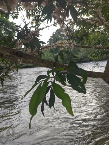 Zygia longifolia - Leaves