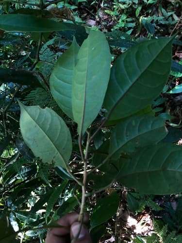 Hieronyma oblonga - Whole tree