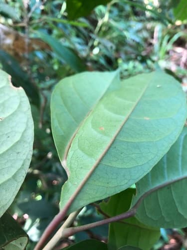 Hieronyma oblonga - Leaves