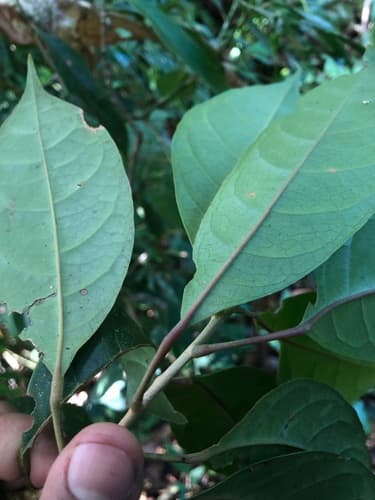 Hieronyma oblonga - Whole tree