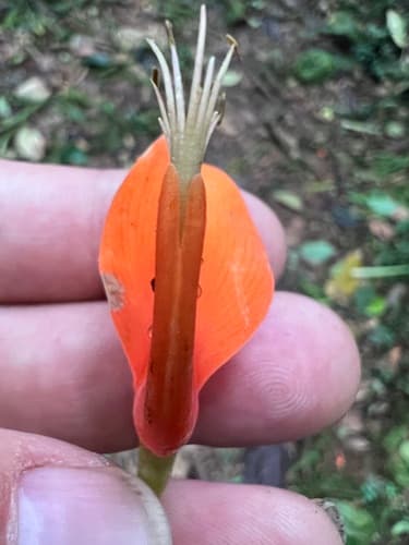 Poró providing shade in coffee plantation