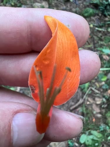 Poró flowers close-up showing coral-red petals