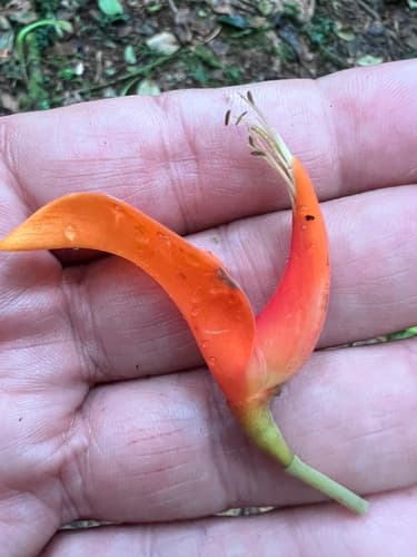 Poró tree in full bloom with orange-red flowers