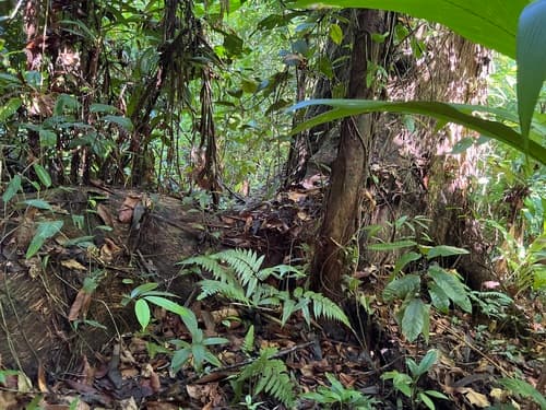 Caryocar costaricense