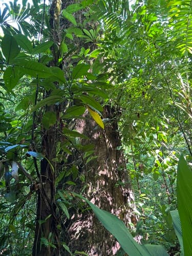 Caryocar costaricense