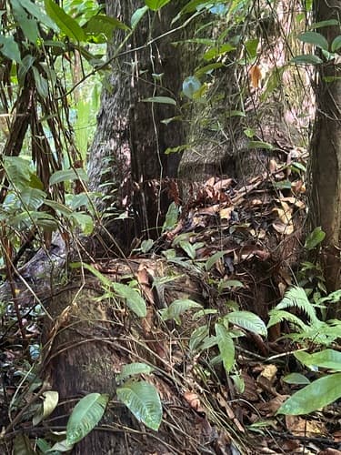 Caryocar costaricense