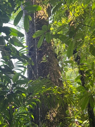 Caryocar costaricense