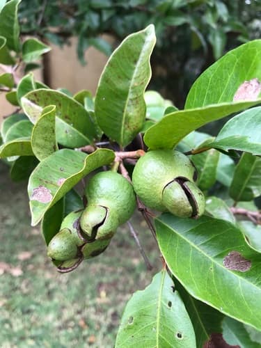 Psidium friedrichsthalianum