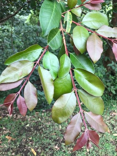 Psidium friedrichsthalianum