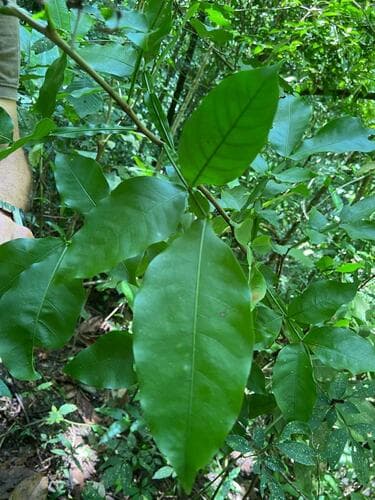 Melicoccus bijugatus