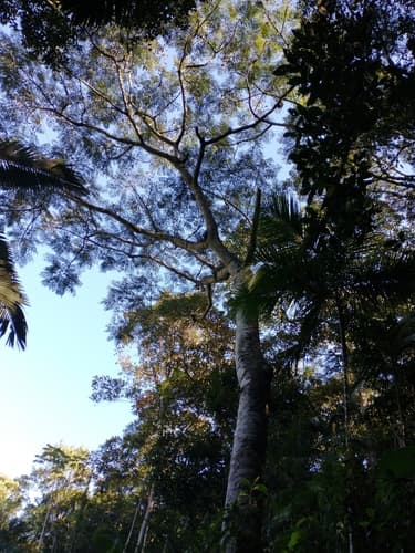 Schizolobium parahyba - Whole tree