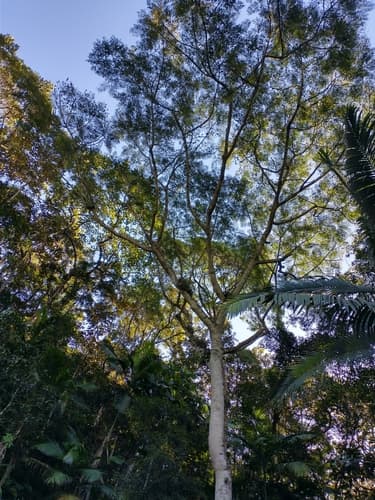 Schizolobium parahyba - Habitat