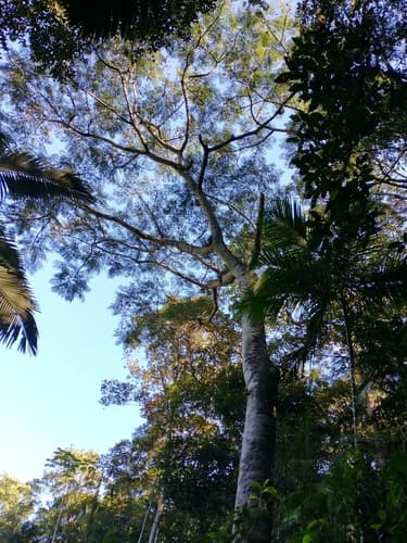 Schizolobium parahyba - Fruit